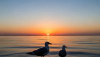 Two ducks swimming in calm water during golden hour sunset with orange sky reflection creating peaceful lakeside scene for nature and wildlife content.