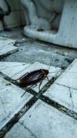 Large brown cockroach crawling on dirty white bathroom floor tiles near toilet base showing unsanitary household pest control problem.