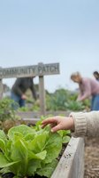 Child's hand reaching toward fresh lettuce in community garden bed with sign and volunteers in background.