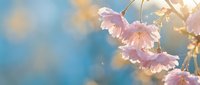 Delicate pink cherry blossoms illuminated by warm golden sunlight against soft blue sky background creating dreamy spring atmosphere for nature designs.