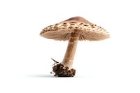 Large parasol mushroom with textured cap and tall stem on white background, isolated nature study showing detailed gills and soil particles at base.