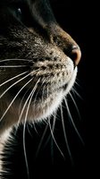 Close-up of tabby cat's face in profile against black background, showing detailed whiskers, nose and fur texture for pet and animal portraits.