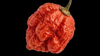 Dried red ghost pepper isolated on transparent background, ready for T-shirt design, stickers, clipart, print on demand, and sublimation projects.