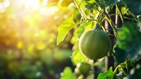 Fresh green passion fruit hanging on vine with water drops and sunlight bokeh, natural organic tropical produce growing in garden.