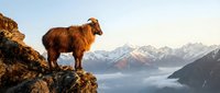 Brown mountain goat standing on rocky cliff edge overlooking misty valley with snow-capped peaks at sunrise for outdoor adventure and wildlife photography.