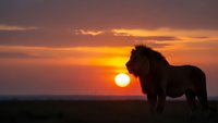 Majestic lion silhouette standing proudly against golden sunset sky with dramatic clouds over African savanna landscape for wildlife photography.