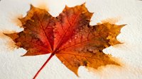 Single autumn maple leaf with vibrant orange and red colors showing detailed veins and natural texture on white background for seasonal designs.