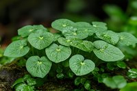 Fresh green heart-shaped leaves with morning dew drops growing on mossy forest ground, creating natural pattern. Macro nature photography in soft light.