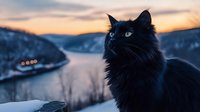 Majestic black long-haired cat silhouetted against winter sunset sky and snowy mountain landscape. Feline companion observes nature from elevated viewpoint at dusk.
