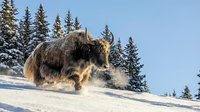 Yak with long shaggy coat walking through deep snow in winter mountain landscape with evergreen forest and clear sky, suitable for wildlife and nature stock content.