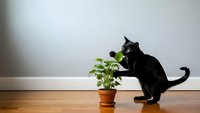 Curious black cat sniffing green houseplant in terracotta pot on wooden floor against white wall in modern home interior.