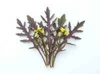 Pressed purple mustard plant with delicate yellow flowers arranged on white background, isolated botanical specimen for design, crafts, and educational materials.