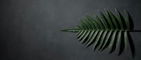 Green fern leaf on dark textured background, minimalist botanical composition for nature, wellness, and organic design projects.