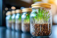 Sprouting lentil seeds in glass mason jars with green shoots growing from soil, arranged in row for home gardening or microgreens cultivation.
