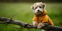 Small terrier dog wearing orange jacket sitting on tree branch in nature park setting for pet fashion and outdoor adventure concepts.