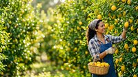 Young woman with dark hair and olive complexion, wearing a blue plaid shirt, harvesting fresh lemons from orchard trees into a wicker basket during daytime.