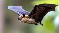 Flying brown bat with spread wings against blurred green natural background, captured in mid-flight motion showing detailed wing membrane structure and fur texture.