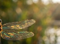 Dragonfly with translucent wings perched in natural sunlight, displaying intricate wing patterns and metallic body coloring. Suitable for nature, wildlife, and educational content.