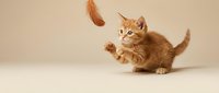 Playful orange tabby kitten catching feather toy on neutral background. Adorable pet in action pose showing natural hunting instincts and curiosity.
