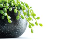 Fresh green succulent string of pearls plant cascading over dark wet stone against white background, macro photography with water drops and soft focus.