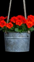 Vibrant red nasturtium flowers bloom in hanging galvanized metal bucket against black background, creating dramatic garden display for outdoor decoration.