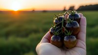 Fresh ripe blueberries in human hand during golden hour sunset over agricultural field. Organic berry harvest concept for healthy eating and farming.