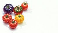Colorful heirloom tomatoes in purple, green, red, orange and yellow varieties arranged on white background for fresh organic produce and healthy cooking.