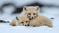 Two young arctic fox cubs snuggling together in white winter snow, displaying natural wildlife behavior with their cream-colored fur and alert expressions.