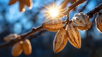 Dried seed pods on branch backlit by golden sunlight against blurred blue background, creating magical autumn nature macro photography effect.