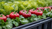Fresh red bell peppers and green lettuce growing in modern hydroponic garden system, closeup view of organic vegetables in sustainable agriculture setting.