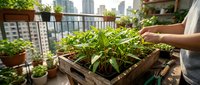 Woman tending seedlings in urban rooftop garden with city skyline, sustainable living and green space cultivation.