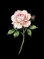 Watercolor pink rose with bud and green leaves, isolated on transparent background, ready for stickers, t-shirt design, sublimation, and print on demand.