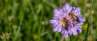 Lavender pincushion flower with bee collecting pollen in green garden setting, nature and pollination concept for botanical and wildlife projects.