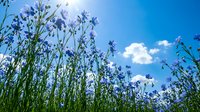 Wild blue cornflowers blooming in summer meadow against bright sky with white clouds. Natural floral background for organic farming concepts.