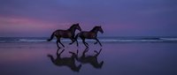 Two horses galloping along ocean shore at sunset with purple sky and reflections on wet sand creating dramatic silhouettes for equestrian and nature themes.