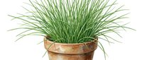 Ornamental grass plant in terracotta pot isolated on white background, ready for design use in home decor, landscaping, and interior projects.