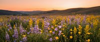 Wildflower meadow with purple lupines and yellow blooms at golden hour sunset in rolling hills landscape for nature backgrounds and seasonal content.