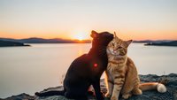 Two adorable cats sitting together on rocky shore during golden sunset over calm lake waters creating romantic peaceful moment for pet lovers.