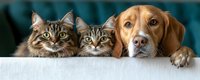 Two tabby cats and golden retriever dog peeking over white surface together, adorable pets portrait for veterinary clinic, animal shelter promotional materials.