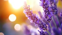 Purple lavender flowers blooming in golden sunset light with soft bokeh background creating dreamy natural aromatherapy and relaxation atmosphere.