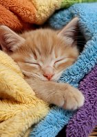 Sleeping cream colored kitten nestled in colorful soft towels showing peaceful expression and closed eyes, paw visible on cozy rainbow textured blankets.