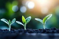 Young green seedlings growing in fertile soil with water drops and morning sunlight bokeh background, representing growth, new beginnings and spring season.
