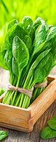 Fresh spinach leaves bundle tied with twine in wooden box on rustic table, bright green background. Natural organic produce for healthy eating and cooking.