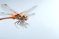 Orange dragonfly in flight against light background, showing detailed wings and body structure in macro photography. Selective focus highlights intricate insect anatomy.