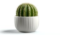 Green barrel cactus in modern white ceramic ribbed planter isolated on white background, ready for home decor and interior design projects.