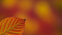 Autumn leaf with vibrant red and yellow colors against warm blurred background. Seasonal nature concept for fall decorating and harvest themes.