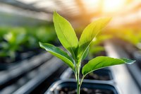 Young green plant seedling growing in greenhouse with warm sunlight, symbolizing new life, growth and sustainable agriculture for organic farming.