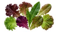 Fresh mixed salad greens including lettuce, kale, and leafy vegetables isolated on white background for healthy eating and culinary designs.