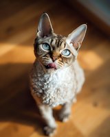 Devon Rex cat with striking blue eyes and curly coat sitting on wooden floor, looking up with tongue sticking out in playful expression.