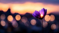Purple cosmos flower silhouetted against blurred sunset sky with golden bokeh lights creating dreamy atmospheric mood for nature photography and romantic designs.
